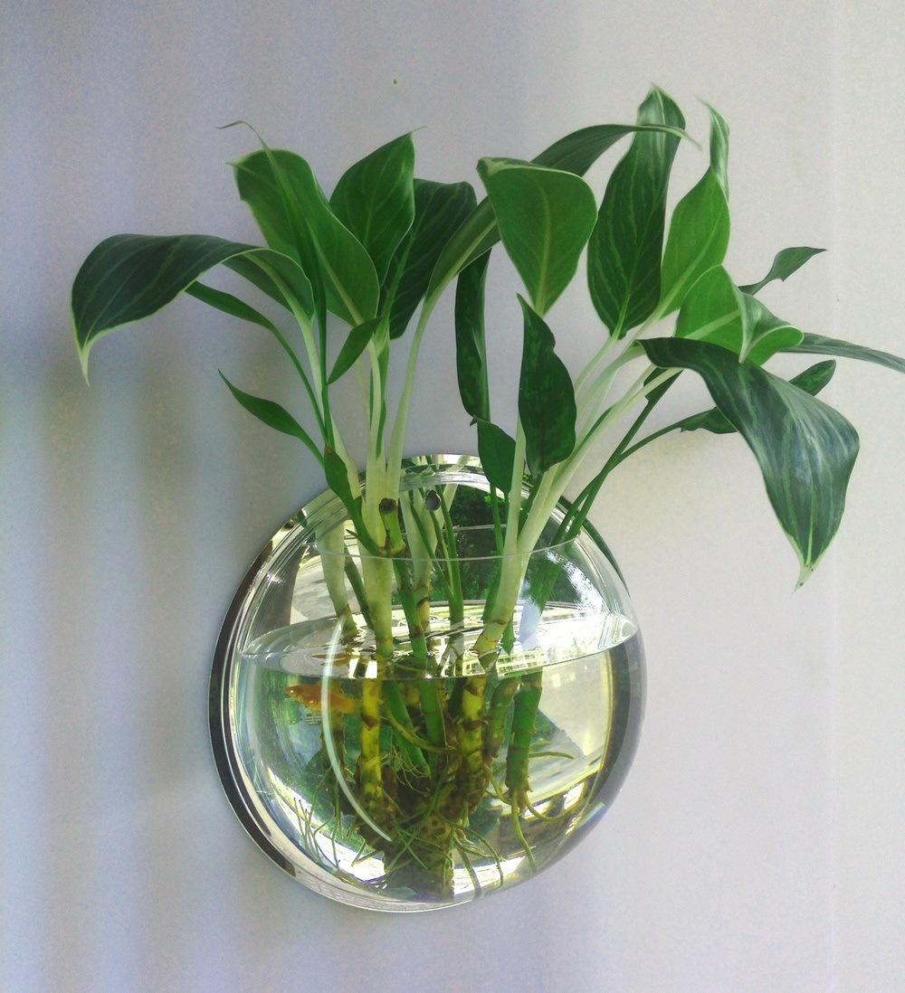 Propagation Station Vase - Glass Wall-Mounted Plant Greenhouse, Propagation Station,