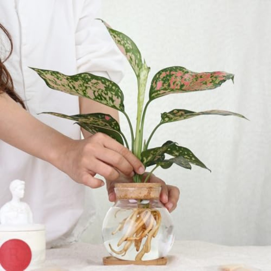 Plant Propagation Station, Hyd – Propagation Station Vase recenzja i cena
