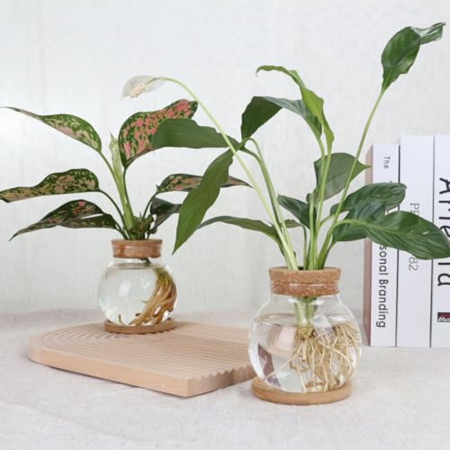 Plant Propagation Station, Hyd – Propagation Station Vase recenzja i cena
