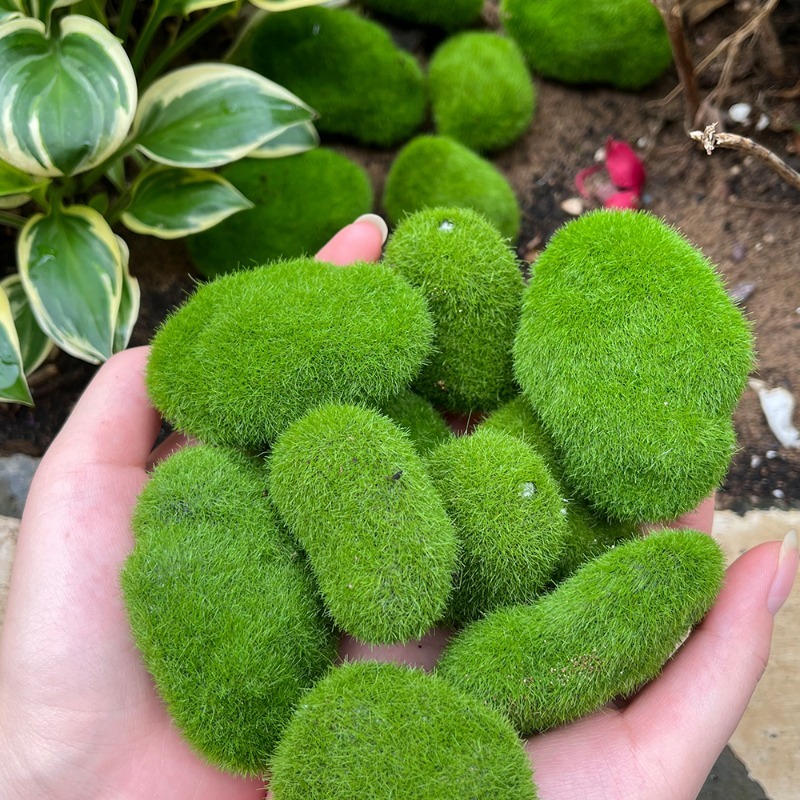 5/30pcs Simulation Moss Stone  – Sphagnum Moss Dry recenzja i cena