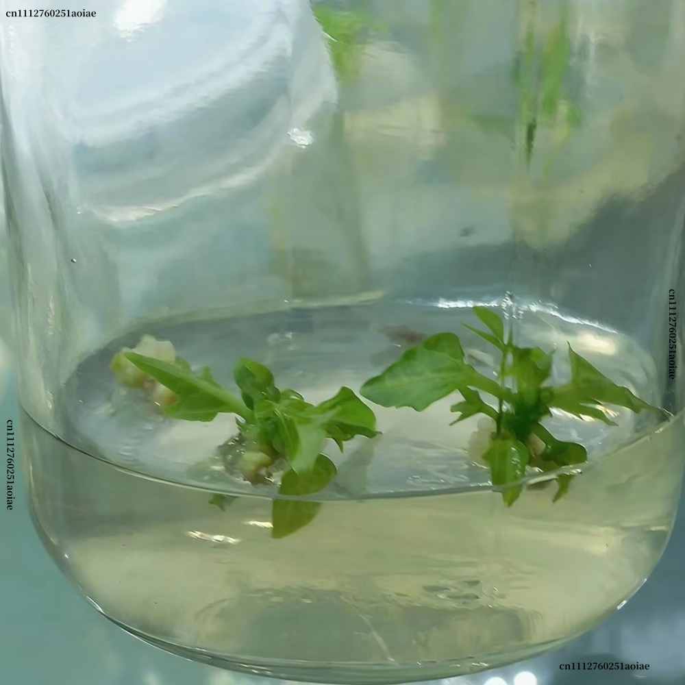 Plant Tissue Culture Agar Powd – Agar Tissue Culture recenzja i cena