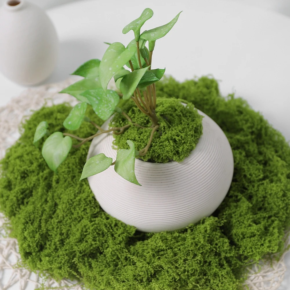30/50/100g Artificial Green Pl – Sphagnum Moss Dry recenzja i cena