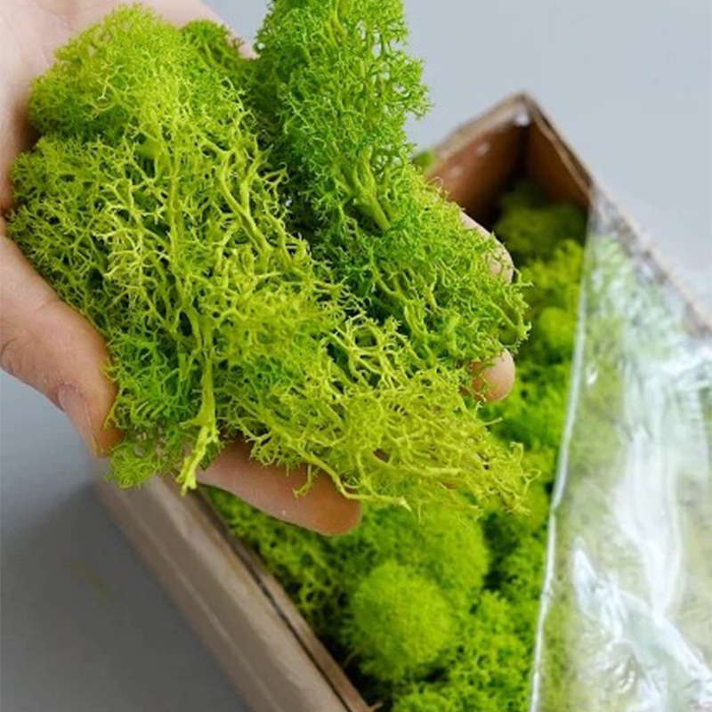100/200/500g Eternal Life Moss – Sphagnum Moss Dry recenzja i cena