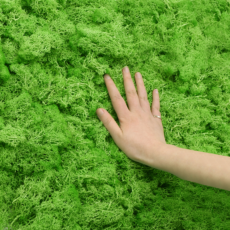 20G Natural Moss Artificial Pl – Sphagnum Moss Dry recenzja i cena