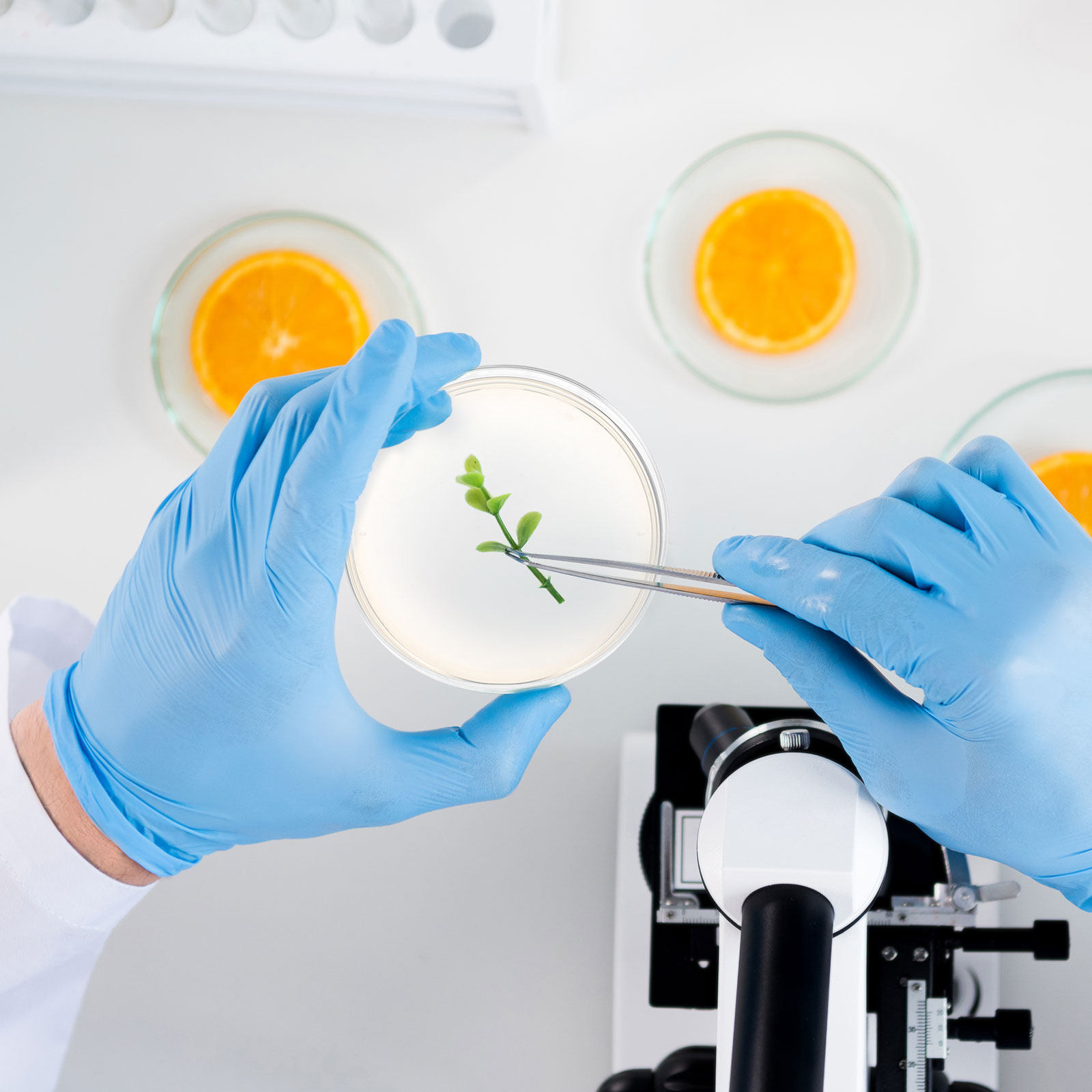10pcs Prepoured Agar Plates Pe – Agar Tissue Culture recenzja i cena